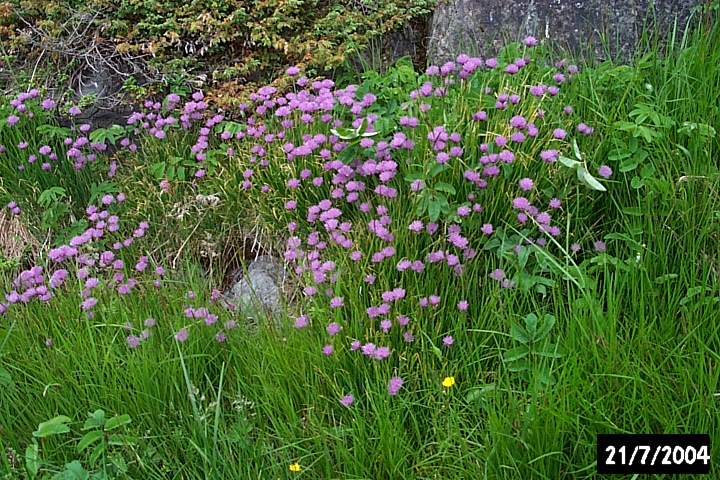 Clover, a European species, at Genille